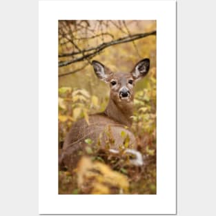 White-tailed Deer Posters and Art